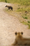 _84Y1027 Amboseli