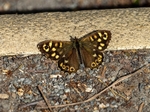 Speckled Wood