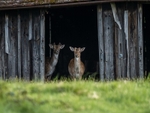 Fallow Deer