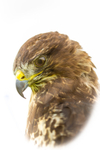 Buzzard buteo buteo-8841