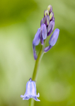 Bluebell