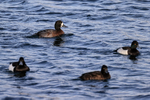 Scaup associating with Tufted Ducks, Farmoor Reservoir, Oxfordshire