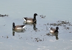 Pale-bellied Brent Geese