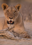 Lioness at dusk