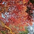 Red leaves