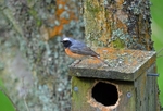 Common Redstart