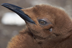 Adolescent King Penguin