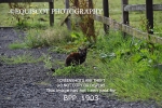 BPP_1903