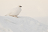Ptarmigan (winter plumage), Svalbard, Norway