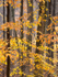 BACKUS WOODS #3, OCTOBER 2014 - NORFOLK COUNTY