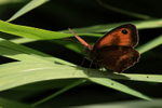 Gatekeeper (male) backlit on leaf, Oxfordshire, UK