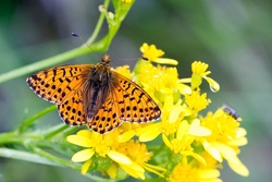Shepherds Fritillary