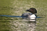 Loon 1 12 x 18 home
