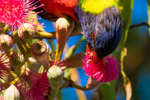 Lorikeet in Gum Tree 7