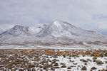 Herd of Vicuna