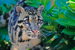 Clouded Leopard (male) close-up
