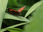 Gatekeeper (male) resting on leaf, Oxfordshire, UK