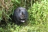 Water Vole