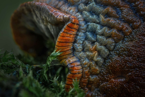 This garden slug was reluctant to extend its head, so I photographed some body details. Left is the sole, edged with…