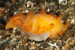 Tritonia hombergii