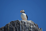 Puffin