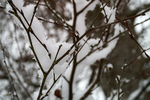 Snow - 05