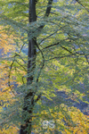 Autumn trees near Pistyll Rhaeadr
