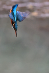Common Kingfisher diving from perch, Otterbourne, Hampshire