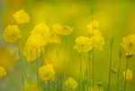 Welsh poppies, Mynydd Llandygai