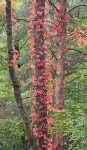 VIRGINIA CREEPER, OCTOBER, 2016 - NORFOLK COUNTY