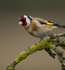 GOLDFINCH REF GOLD 2
