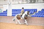 Class 28,29 - Ridden Irish & Coloured portfolio