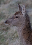 Sika Deer