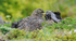 Spotted Thick Knee lying in rain