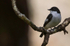 pied flyvatcher 2025 15
