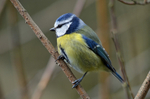 Blue Tit