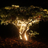 Illuminated Tree