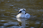 Smew