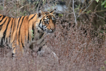 Tiger cub passes close, Bandhavgarh Reserve, Madhyra Pradesh, India