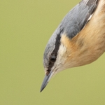 Nuthatch SD2542