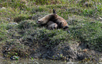 Cubs playing