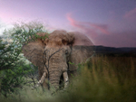 Elephant Montage