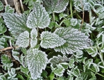 Frosty Leaves