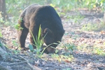 Sloth Bear