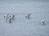 Avocet