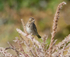 White-crowned Sparrow immature 