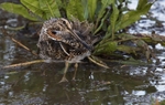 Common Snipe