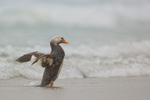 Steamer Duck (male) flapping wings, Saunders Island, Falklands