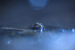 Common frog at night