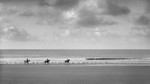 Canter, Jersey